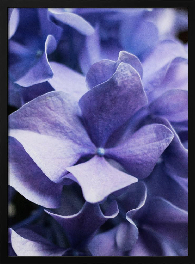 Delicate paarse hortensiablaadjes | Poster