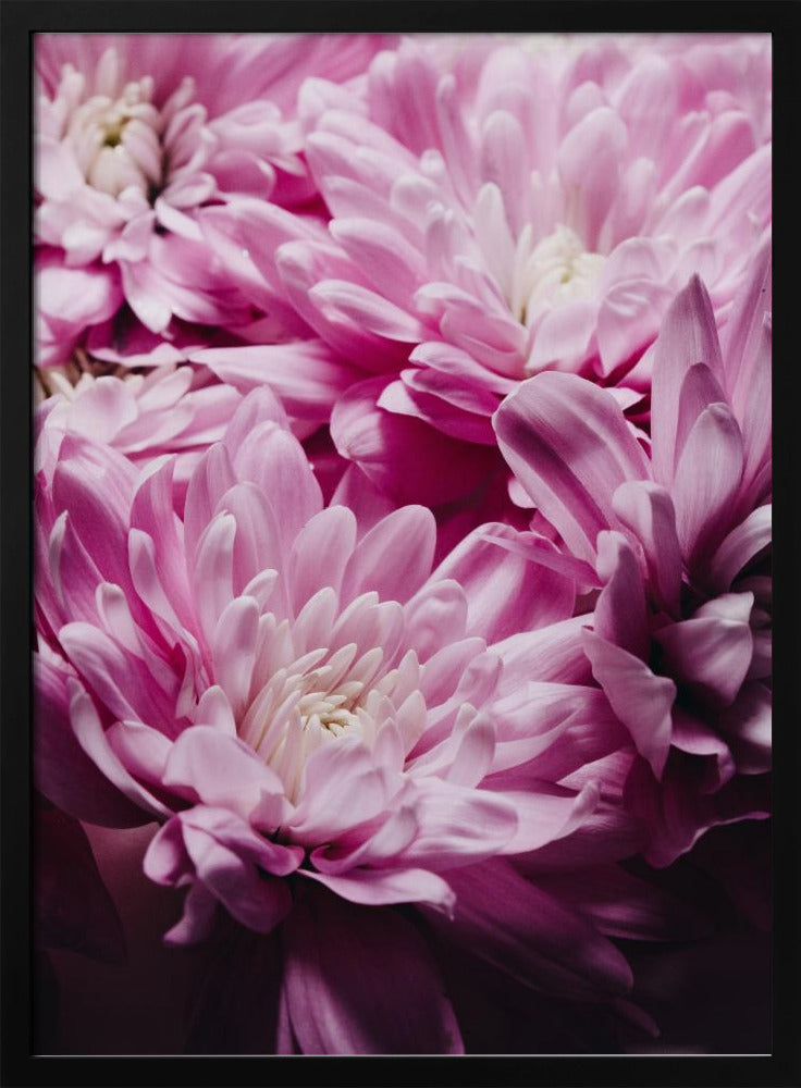 Roze chrysantenbloesem | Poster