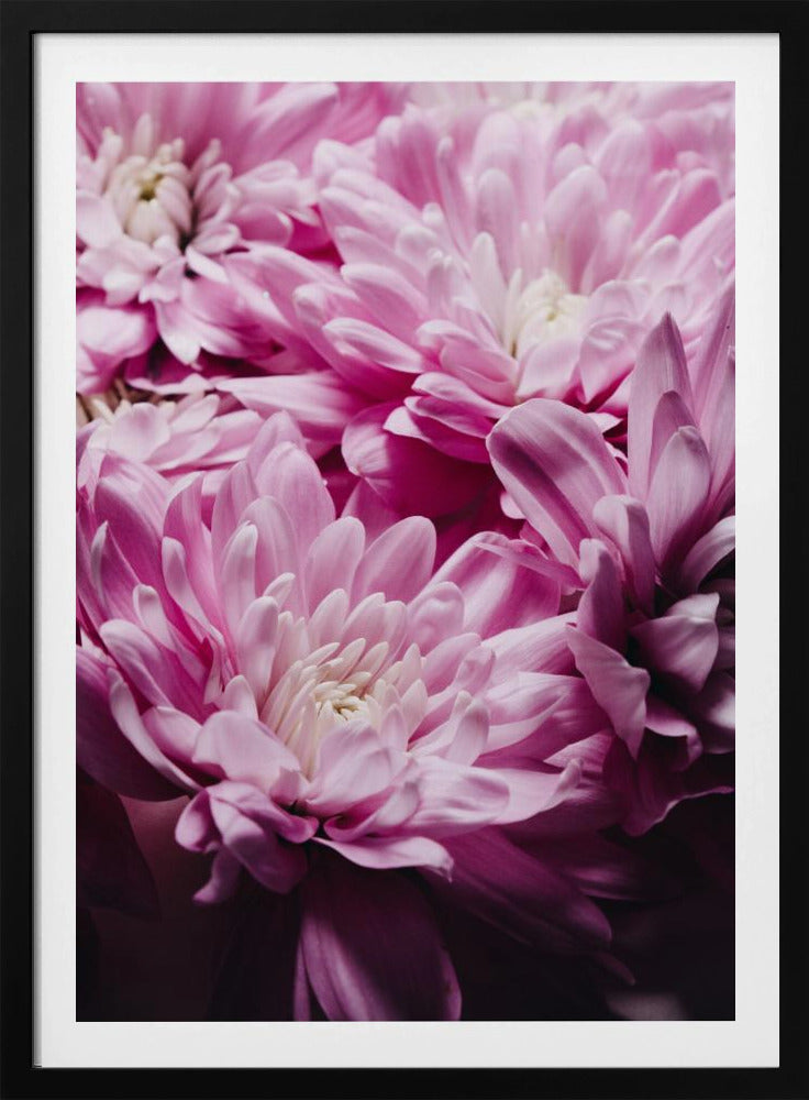 Roze chrysantenbloesem | Poster