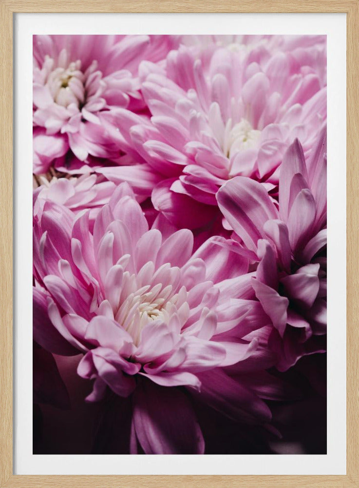 Roze chrysantenbloesem | Poster