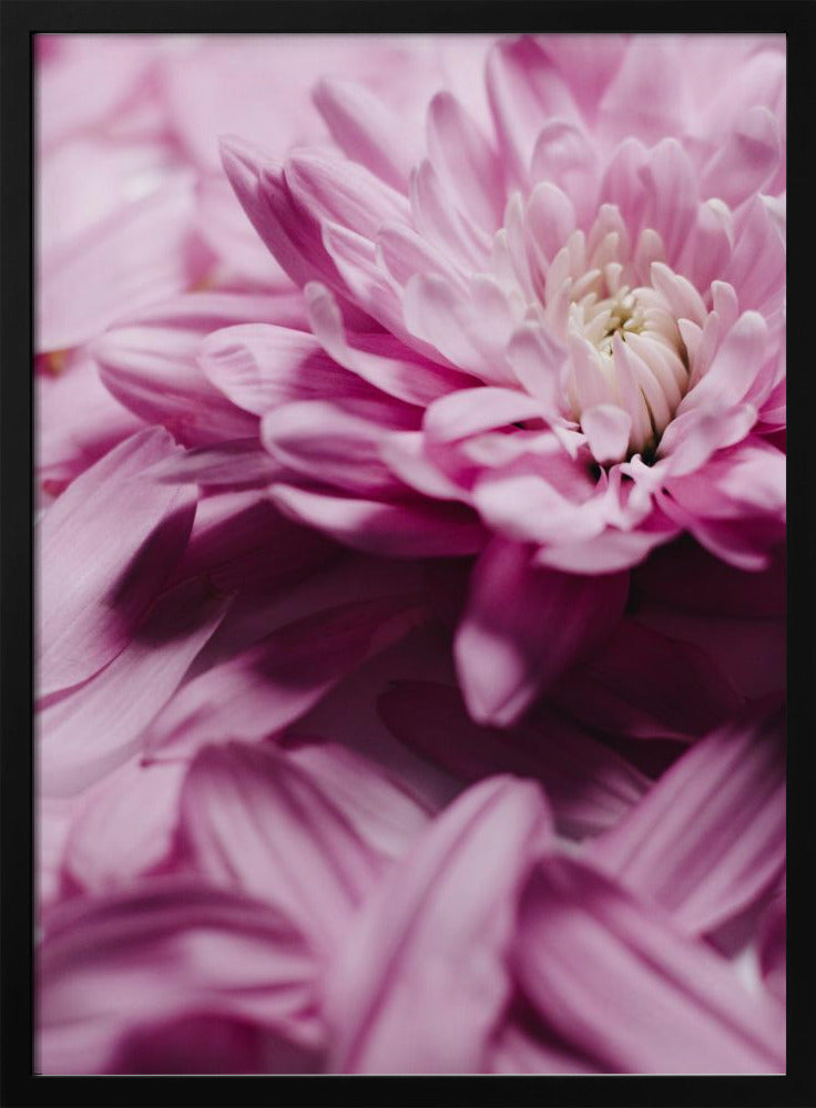Roze Bloemblaadjes Symfonie | Poster