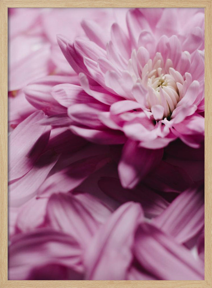 Roze Bloemblaadjes Symfonie | Poster