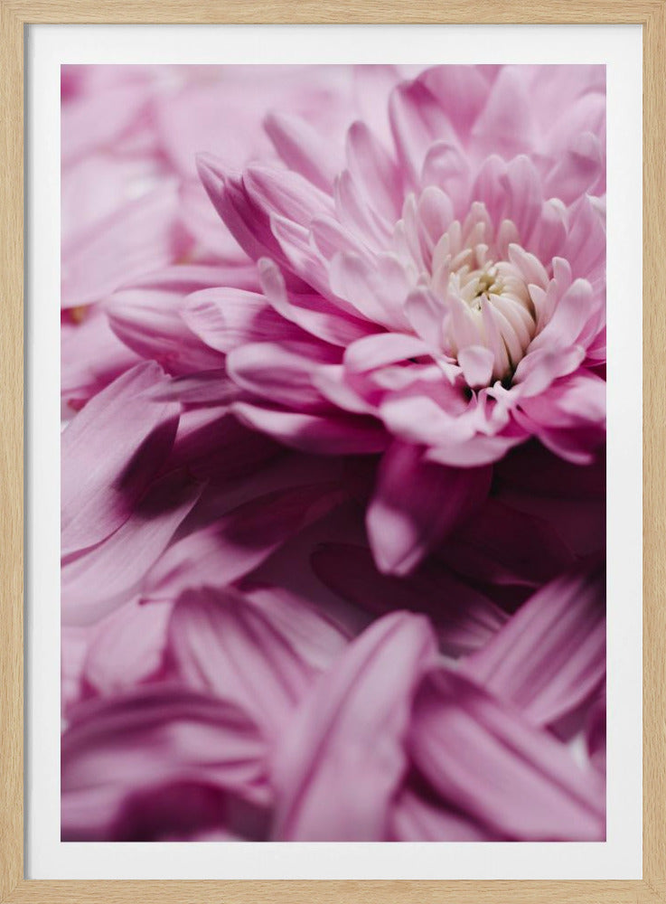 Roze Bloemblaadjes Symfonie | Poster