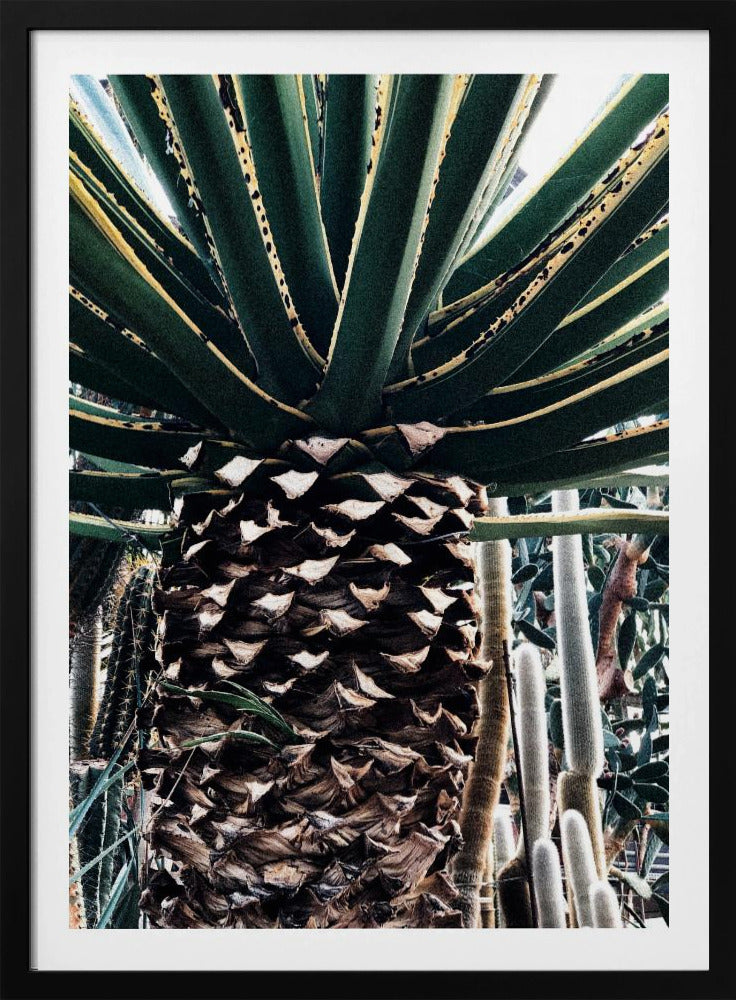Cactusplant | Poster