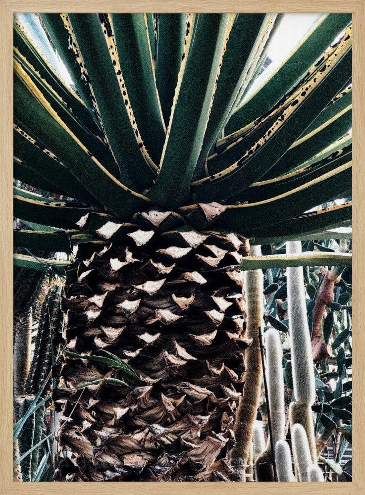 Cactusplant | Poster