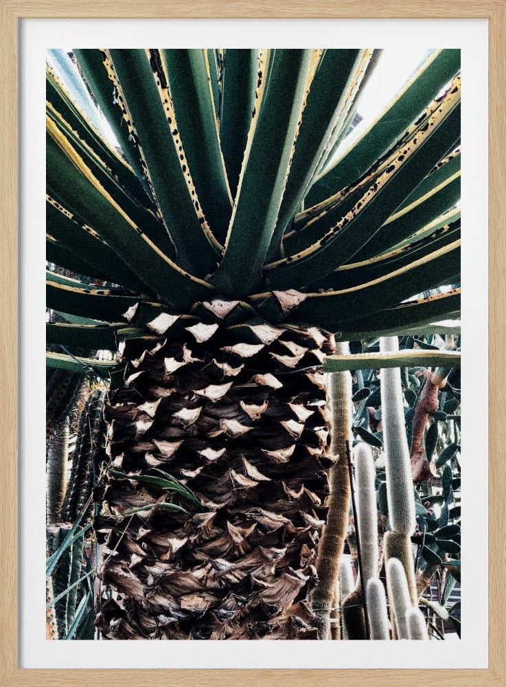 Cactusplant | Poster
