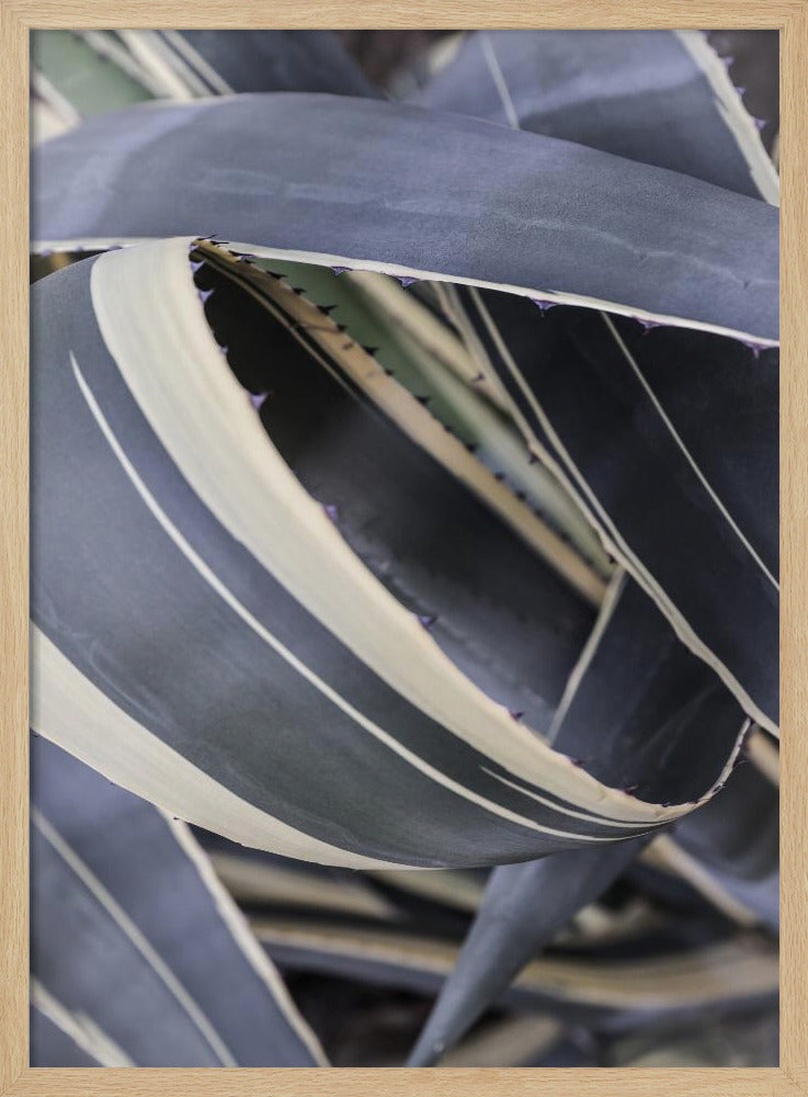Agavekransen | Poster