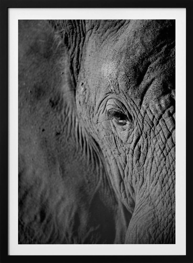 Majestueuze Wijsheid | Poster