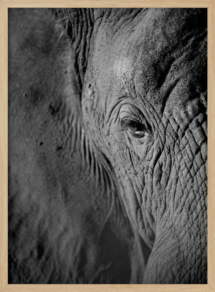 Majestueuze Wijsheid | Poster
