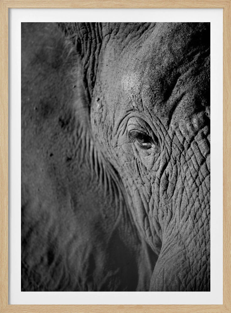 Majestueuze Wijsheid | Poster