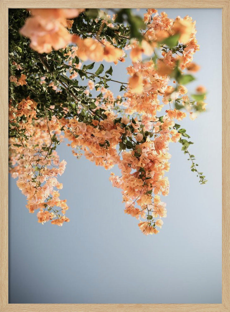 Gouden Bloesem Dans | Poster