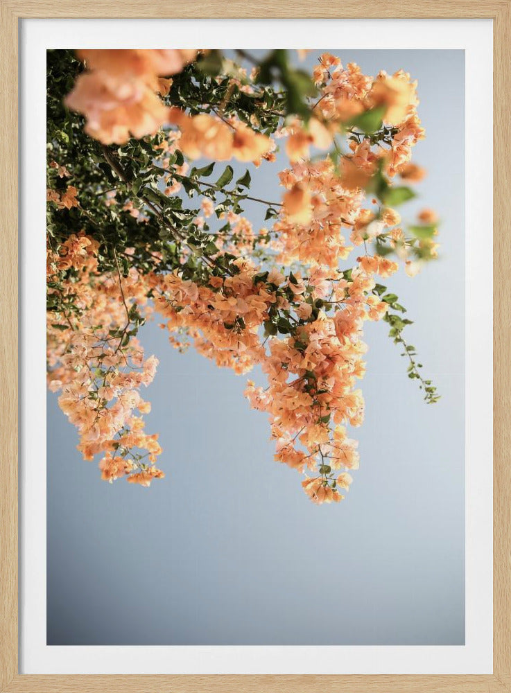 Gouden Bloesem Dans | Poster
