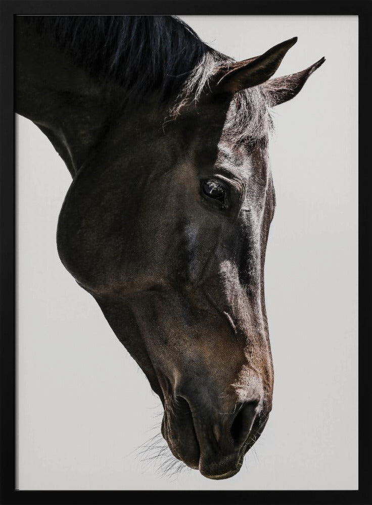 Zachte paardenblik | Poster