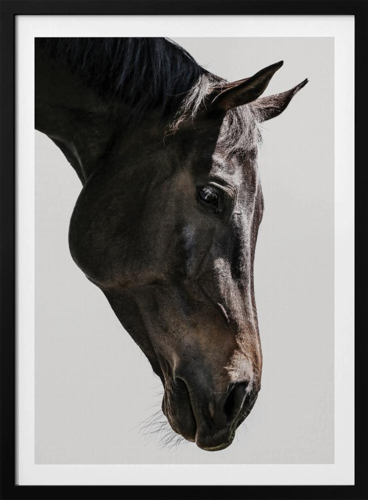 Zachte paardenblik | Poster