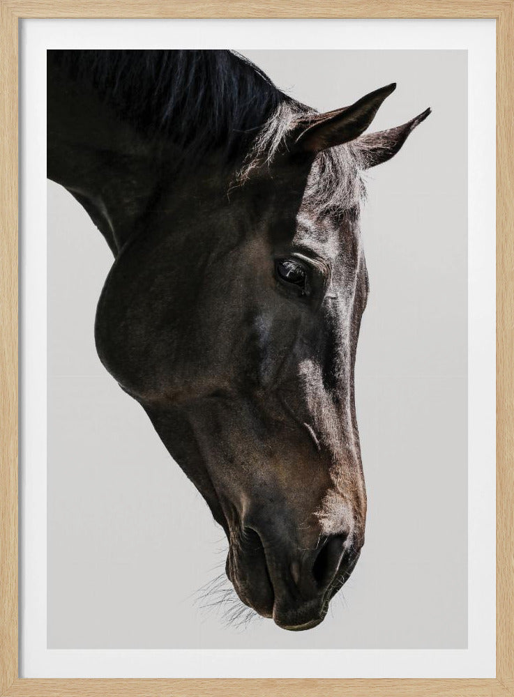 Zachte paardenblik | Poster