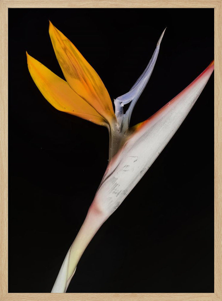 Paradijsvogel | Poster