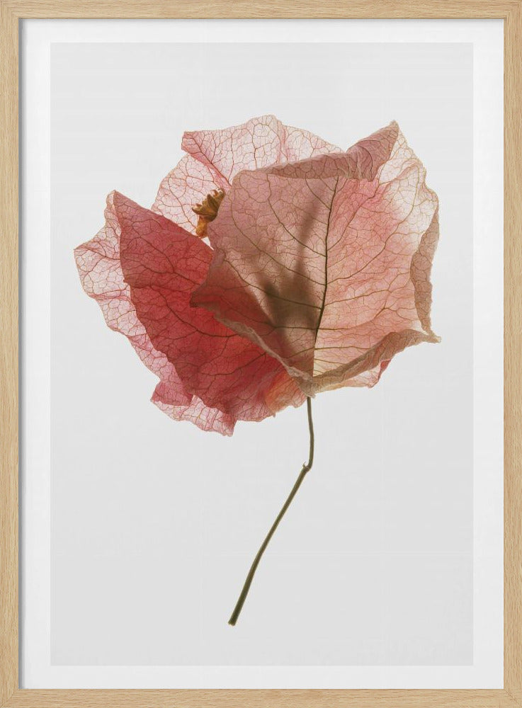 Bloemblaadjesfluistering | Poster
