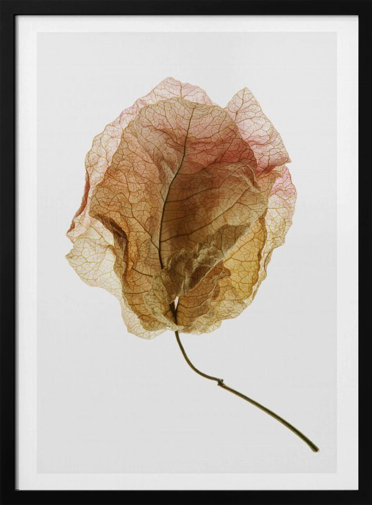 Geaderde elegantie | Poster