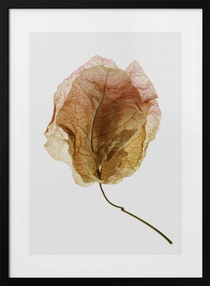 Geaderde elegantie | Poster