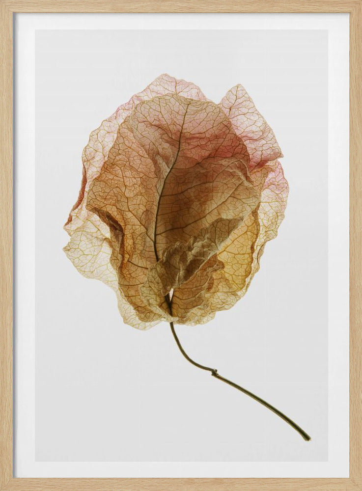 Geaderde elegantie | Poster