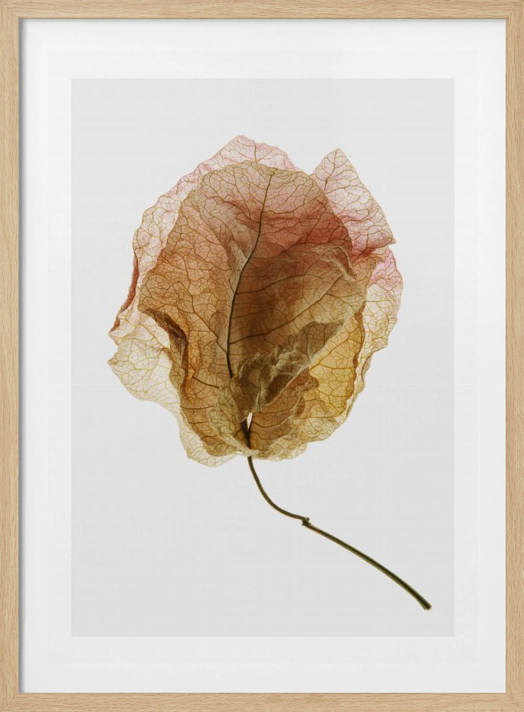 Geaderde elegantie | Poster