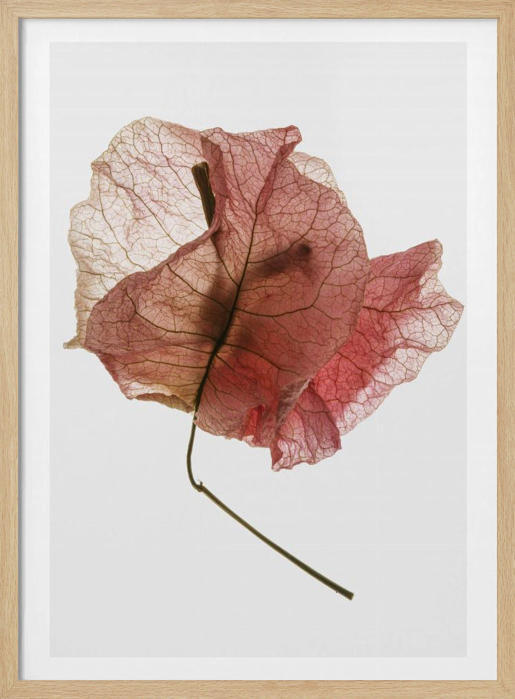 Delicate Bloemblaadjesaders | Poster