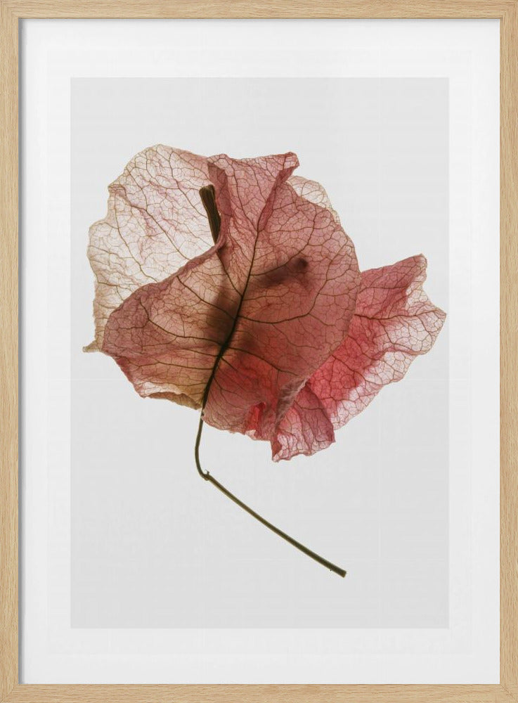 Delicate Bloemblaadjesaders | Poster