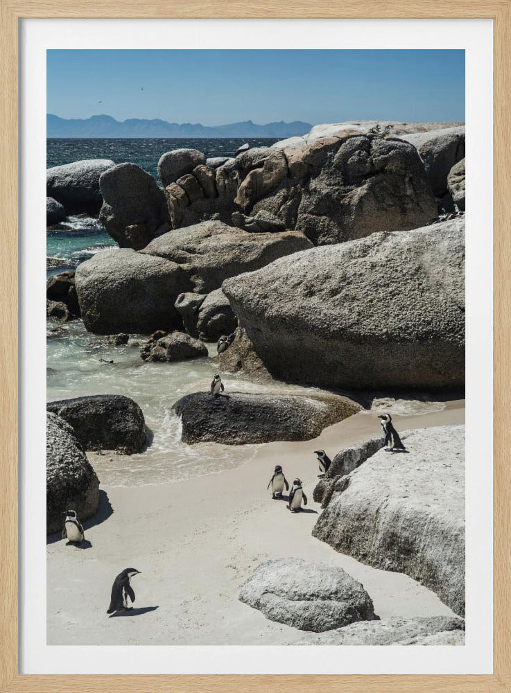 Pinguïnbaai Sereniteit | Poster