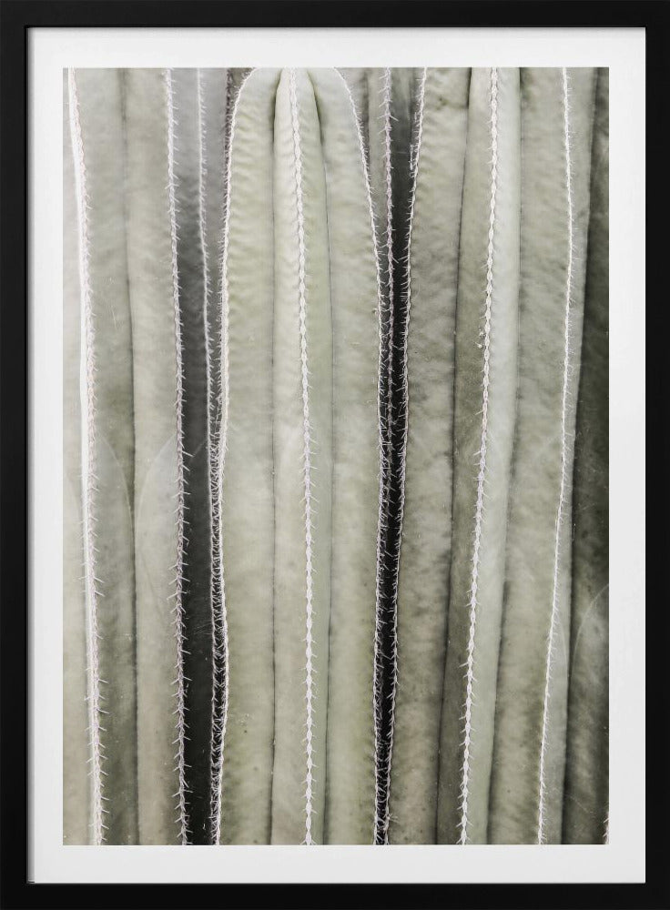 Cactus Symfonie | Poster