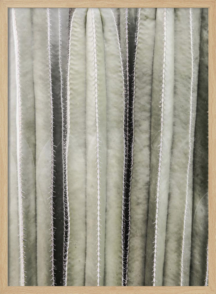 Cactus Symfonie | Poster