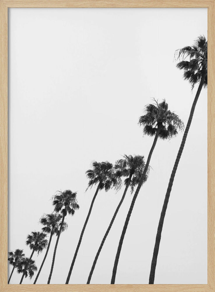 Hoge Palmenparade | Poster