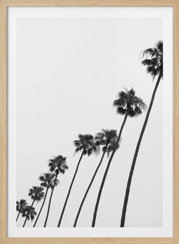 Hoge Palmenparade | Poster