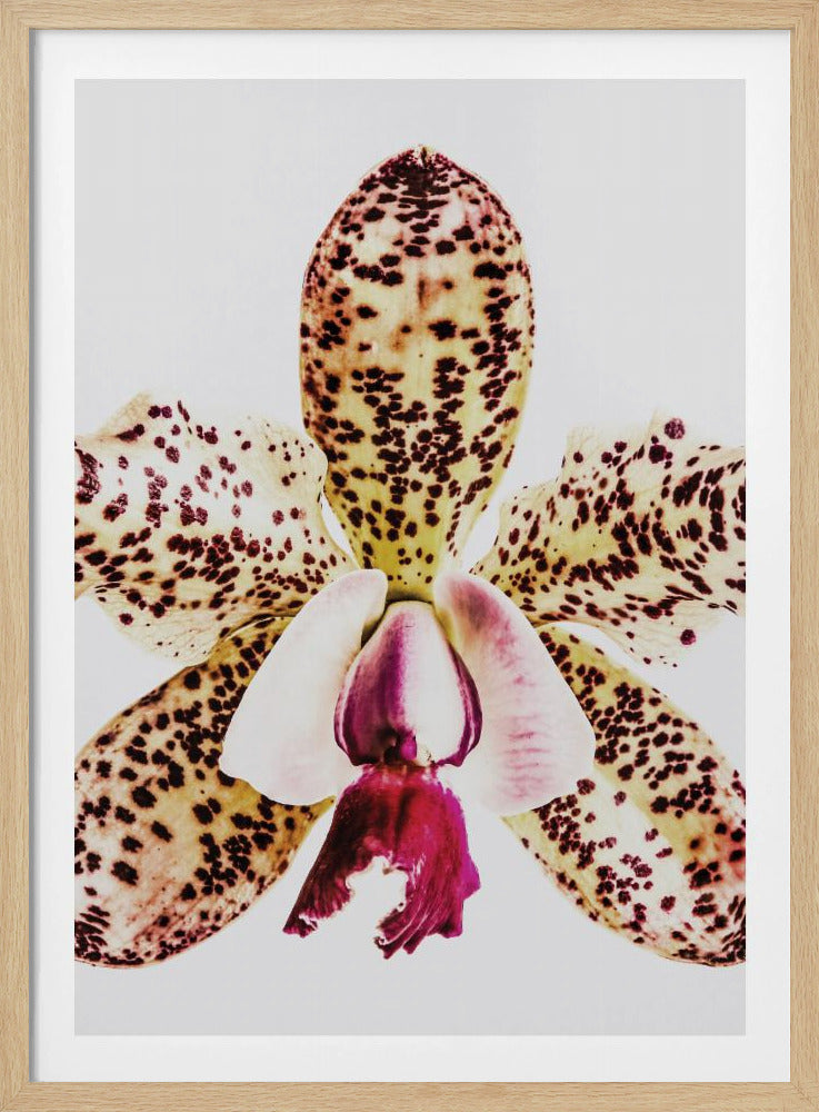 Gevlekte orchideeënuitbarsting | Poster