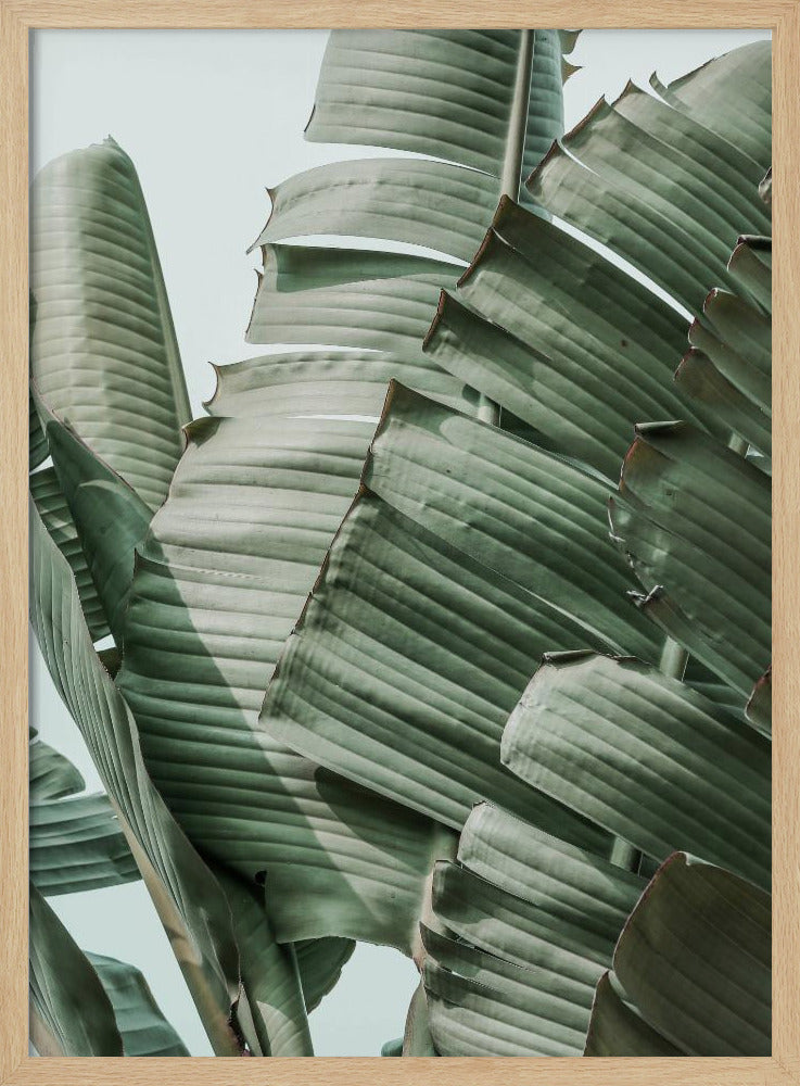 Harmonie van bananenbladeren | Poster