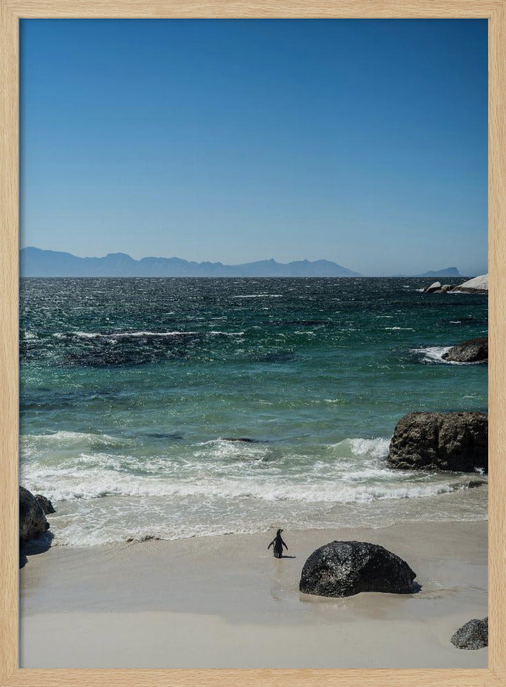 Pinguïnstrandwandeling | Poster