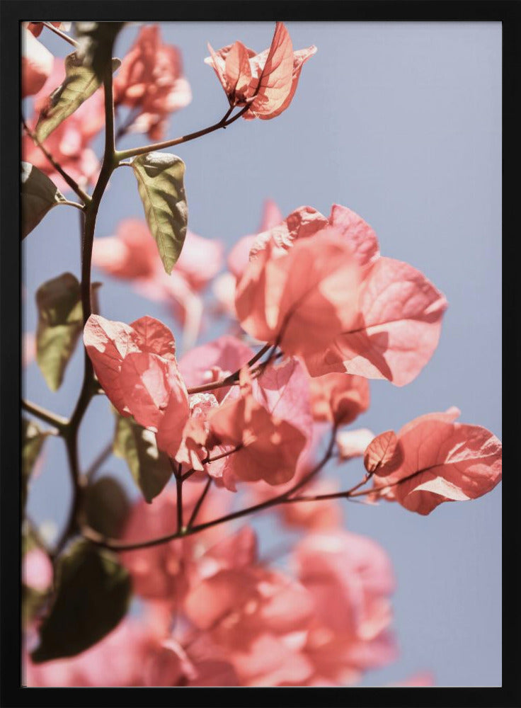 Bloesems in de bries | Poster