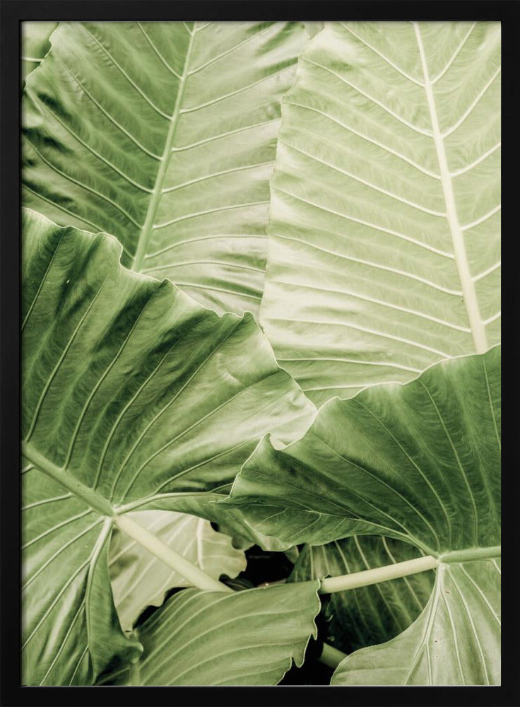 Groen gebladerte | Poster