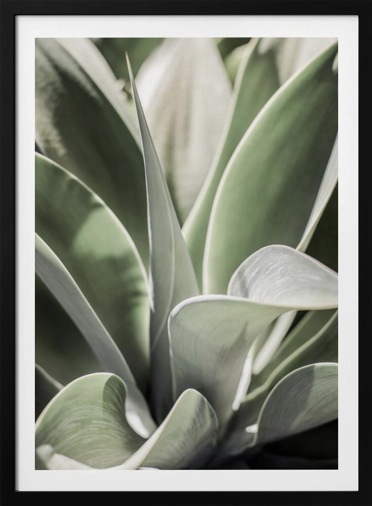 Agave Fluister | Poster