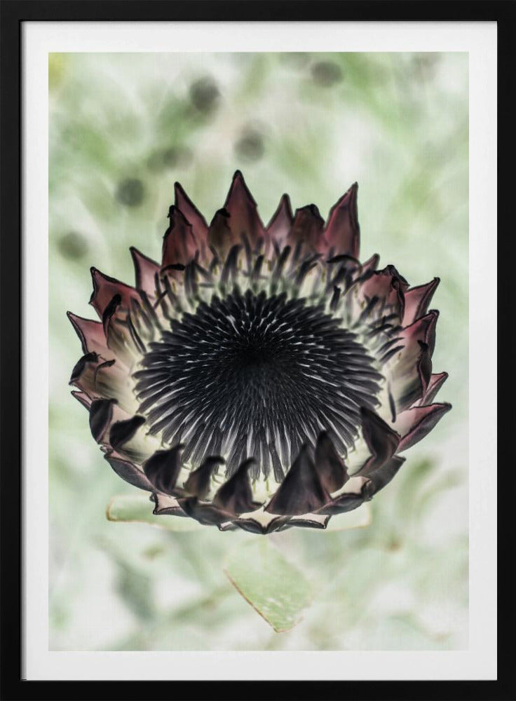 Mystieke Bloei | Poster