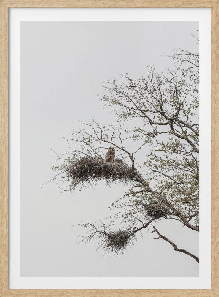 Uilenbaars | Poster