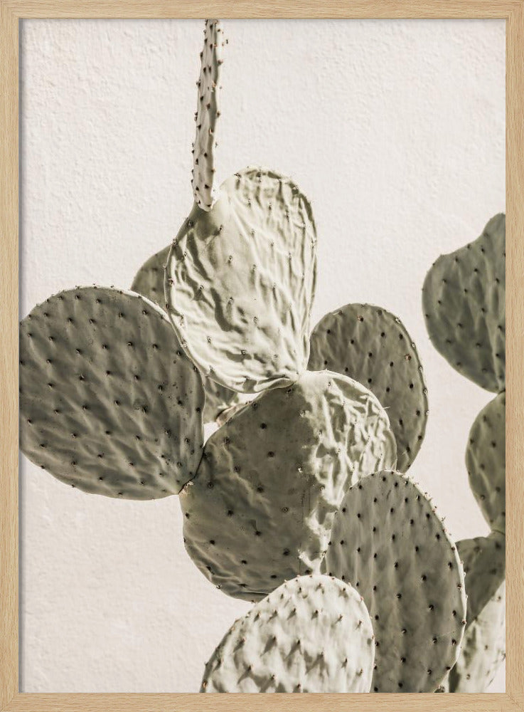 Stekelige Elegantie | Poster