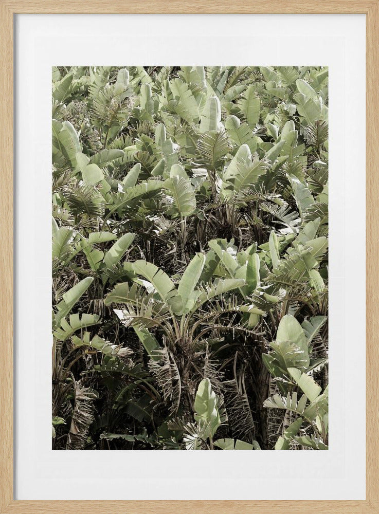 Groen bladerdak | Poster