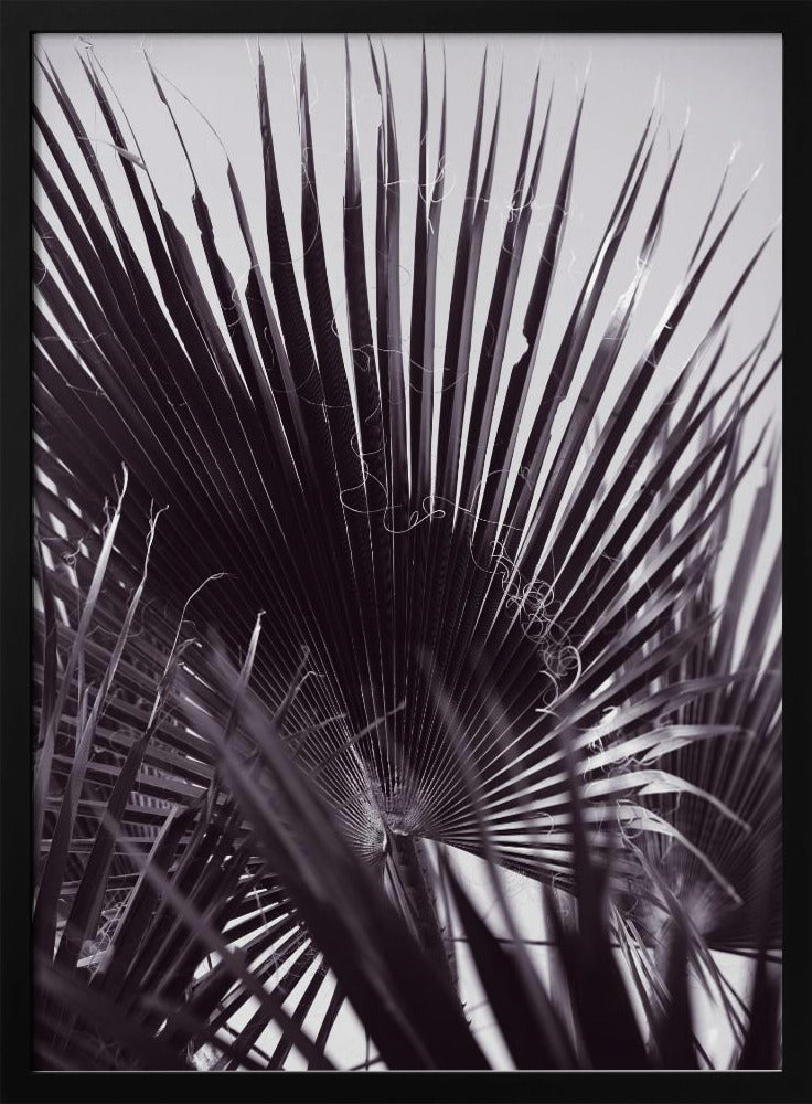 Palmgefluister | Poster