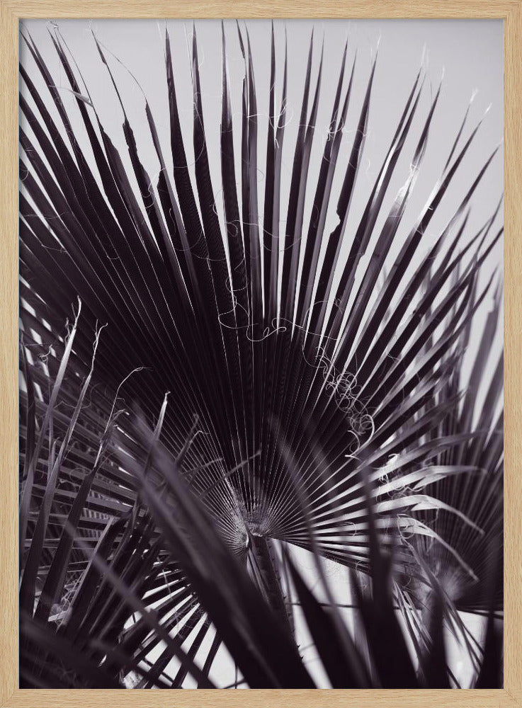 Palmgefluister | Poster