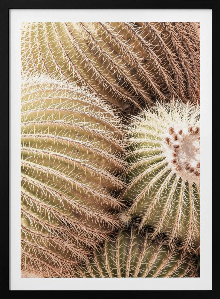 Spiral of Spines | Poster