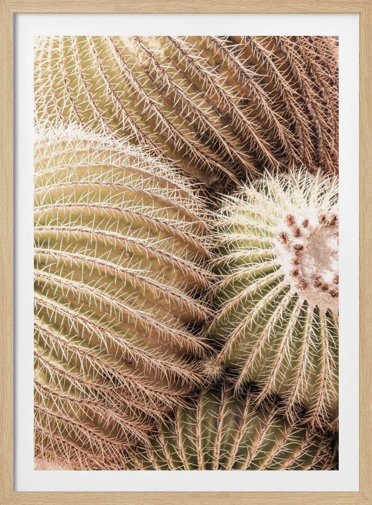 Spiral of Spines | Poster