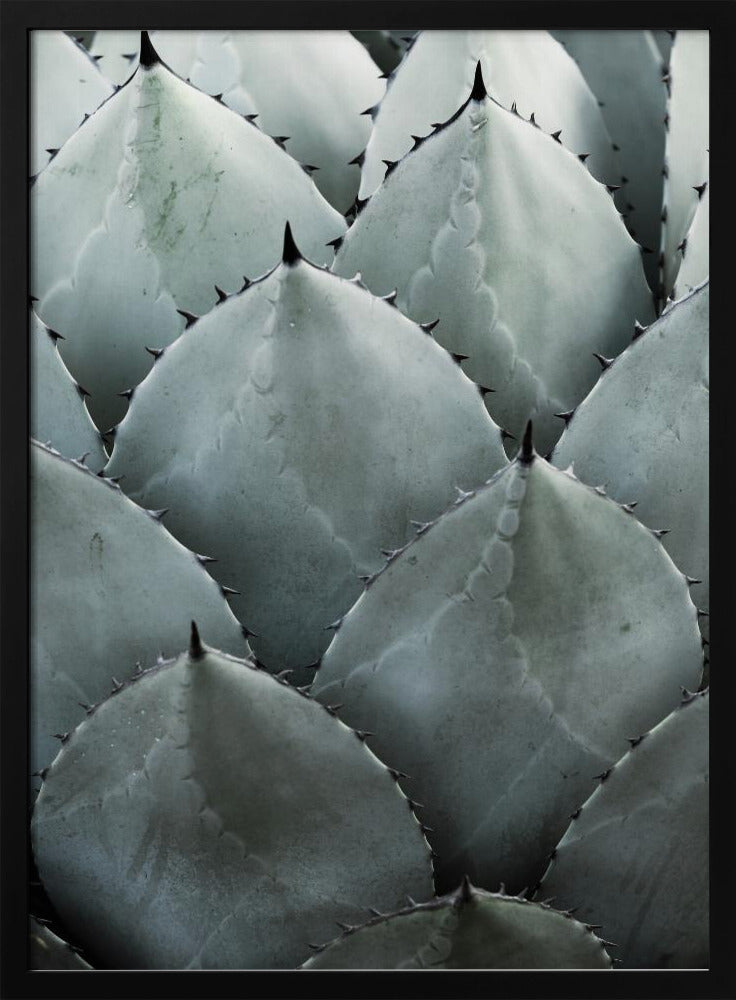Agave Symmetry | Poster
