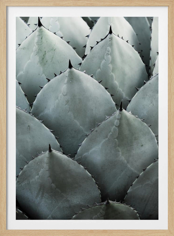Agave Symmetry | Poster