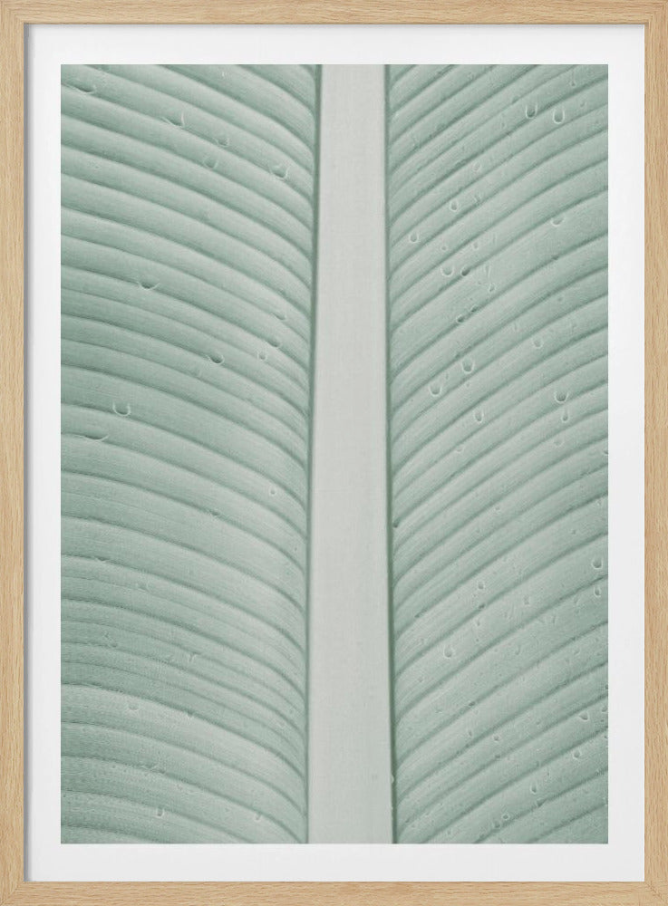 Tropische aderen | Poster