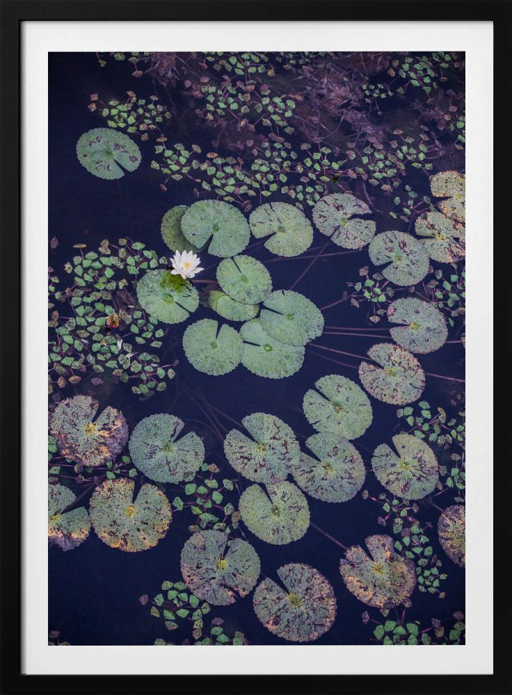 Lelie Sereniteit | Poster